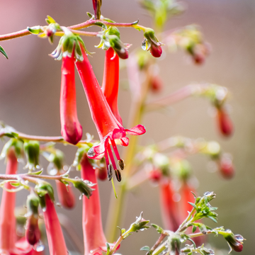 Fuchsia du cap rouge clair - Phygelius capensis