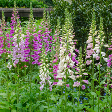 Digitale Mix - Digitalis purpurea 'Excelsior'