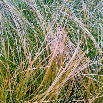 Laîche de Buchanan - Carex buchananii