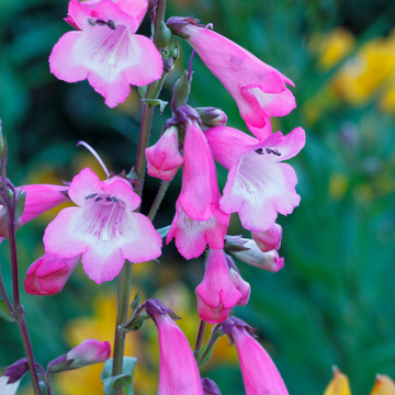 Galane rose - Penstemon evelyn