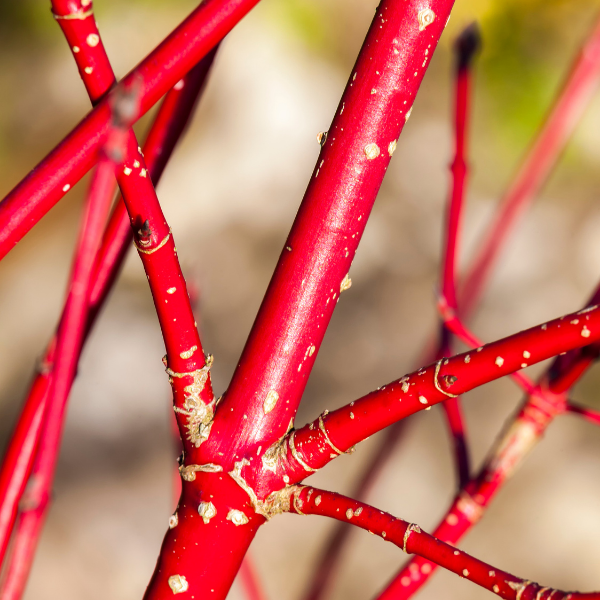 Cornus Alba Baton Rouge
