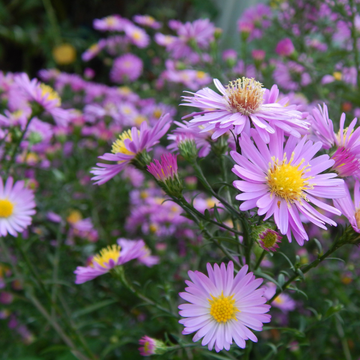 Aster des Alpes 'Happy End' - Aster alpinus 'Happy End'