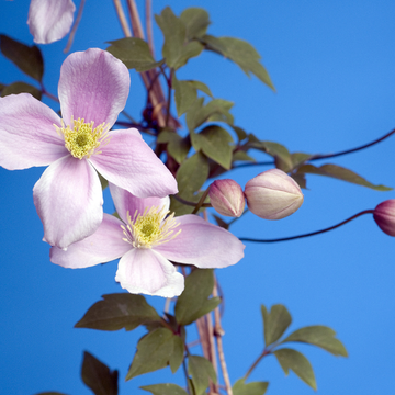 Clématite 'New Dawn' - Clematis montana 'New Dawn'