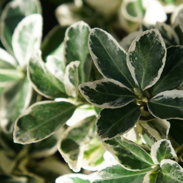 Fusain du Japon 'Duc d'Anjou' - Euonymus japonicus 'Duc d'Anjou'