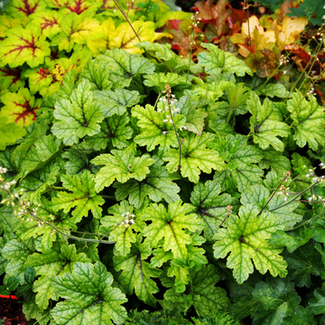Heuchere Happy Faster - Heucherella Happy Faster