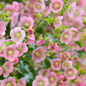Mauve arbustive du Cap 'El Rayo' - Anisodontea capensis 'El Rayo'