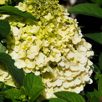 Hortensia paniculé 'Candle Light'  - Hydrangea paniculata 'Candle Light'