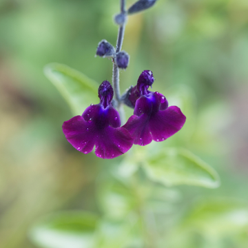Sauge Violette Intense 'Barsal' -Salvia x Jamensis Violette De Loire