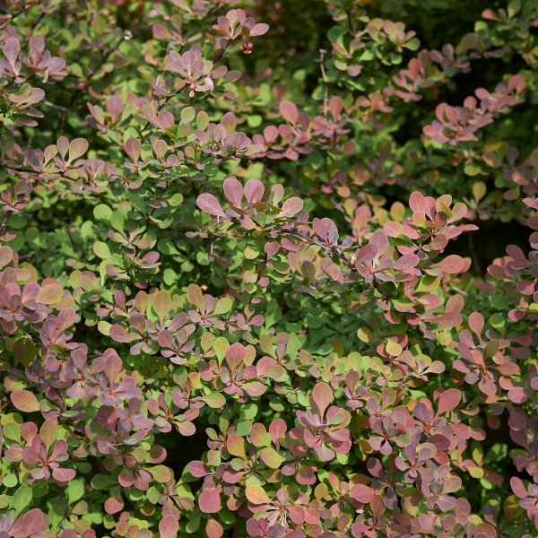 Berberis Natasja