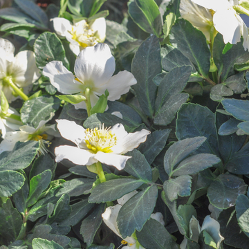 Rose de Noël Blanche - Helleborus Niger 'Praecox'