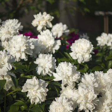 Pivoine De Chine 'Gardenia'- Paeonia Lactiflora 'Gardenia'