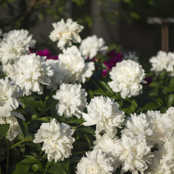 Pivoine De Chine 'Gardenia'- Paeonia Lactiflora 'Gardenia'