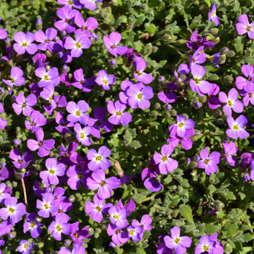 Aubriète 'Dr Mules Variegated' - Aubrieta 'Dr Mules Variegated'