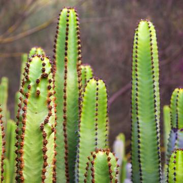 Euphorbia Erythreae