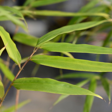 Bambou non traçant Fargesia scabrida 'Asian Wonder -  Fargesia scabrida 'Asian Wonder'