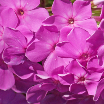 Phlox Rampant Fleurs Etoilées Rose Vif - Phlox Subulata Drummond's Pink