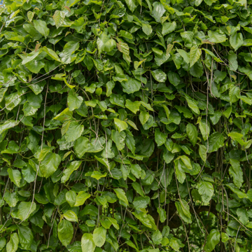 Mûrier pleureur - Morus alba 'Pendula'