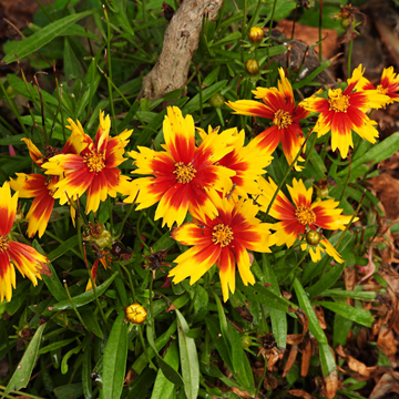 Coreopsis Uptick Mix