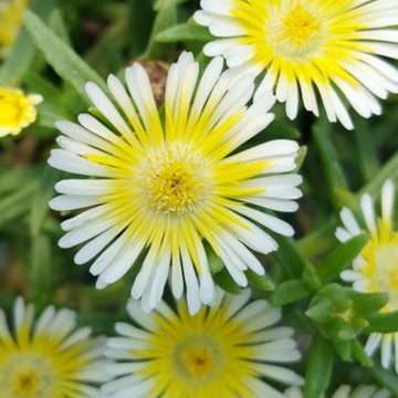 Pourpier Vivace Blanc Jaune - DELOSPERMA Wow Limoncello