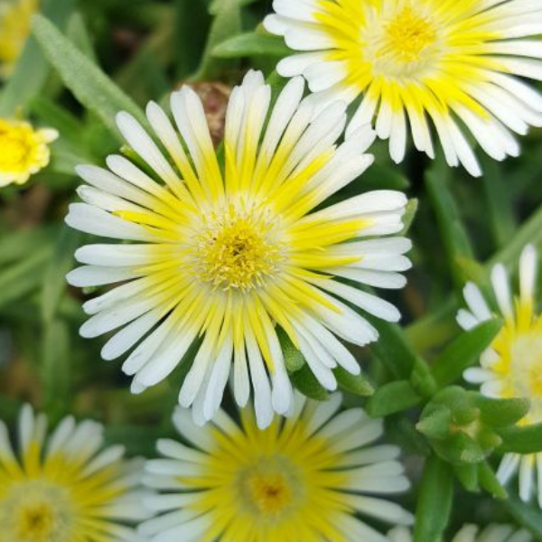 Pourpier Vivace Blanc Jaune - DELOSPERMA Wow Limoncello