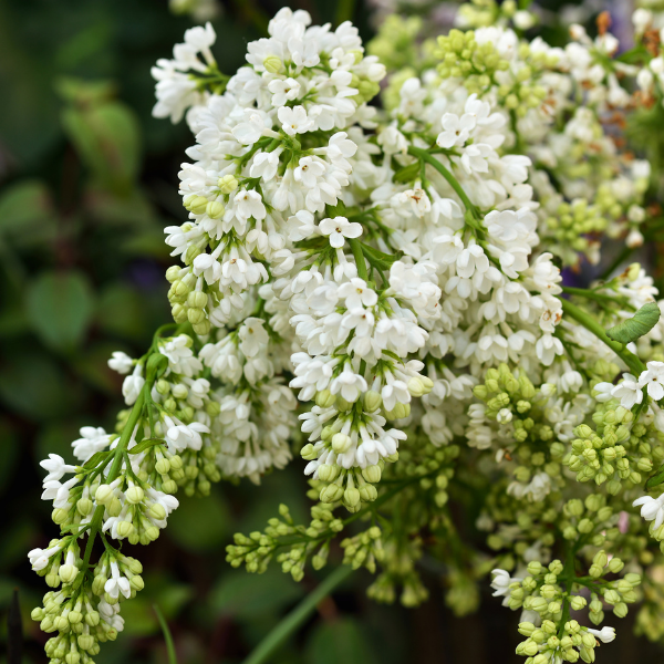 Lilas 'Souvenir d'Alice Harding' - Syringa vulgaris 'Souvenir d'Alice Harding'