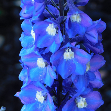 Delphinium