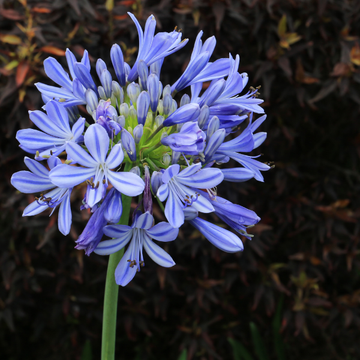 Agapanthes Bleu - Agapanthus Bleue