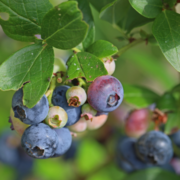 Myrtille d'Amérique 'Brigitta Blue' - Vaccinium corymbosum 'Brigitta Blue'