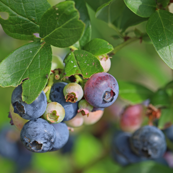 Myrtille d'Amérique 'Brigitta Blue' - Vaccinium corymbosum 'Brigitta Blue'