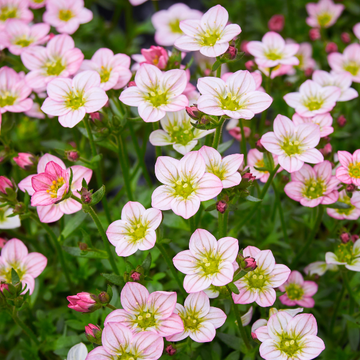 Saxifrage rose clair - Saxifraga X arendsii TOURAN PINK