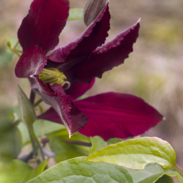 Clematis 'Niobe'- Clématite 'Niobe' 50-60 cm en conteneur Clematis 'Niobe'- Clématite 'Niobe' 50-60 cm en conteneur