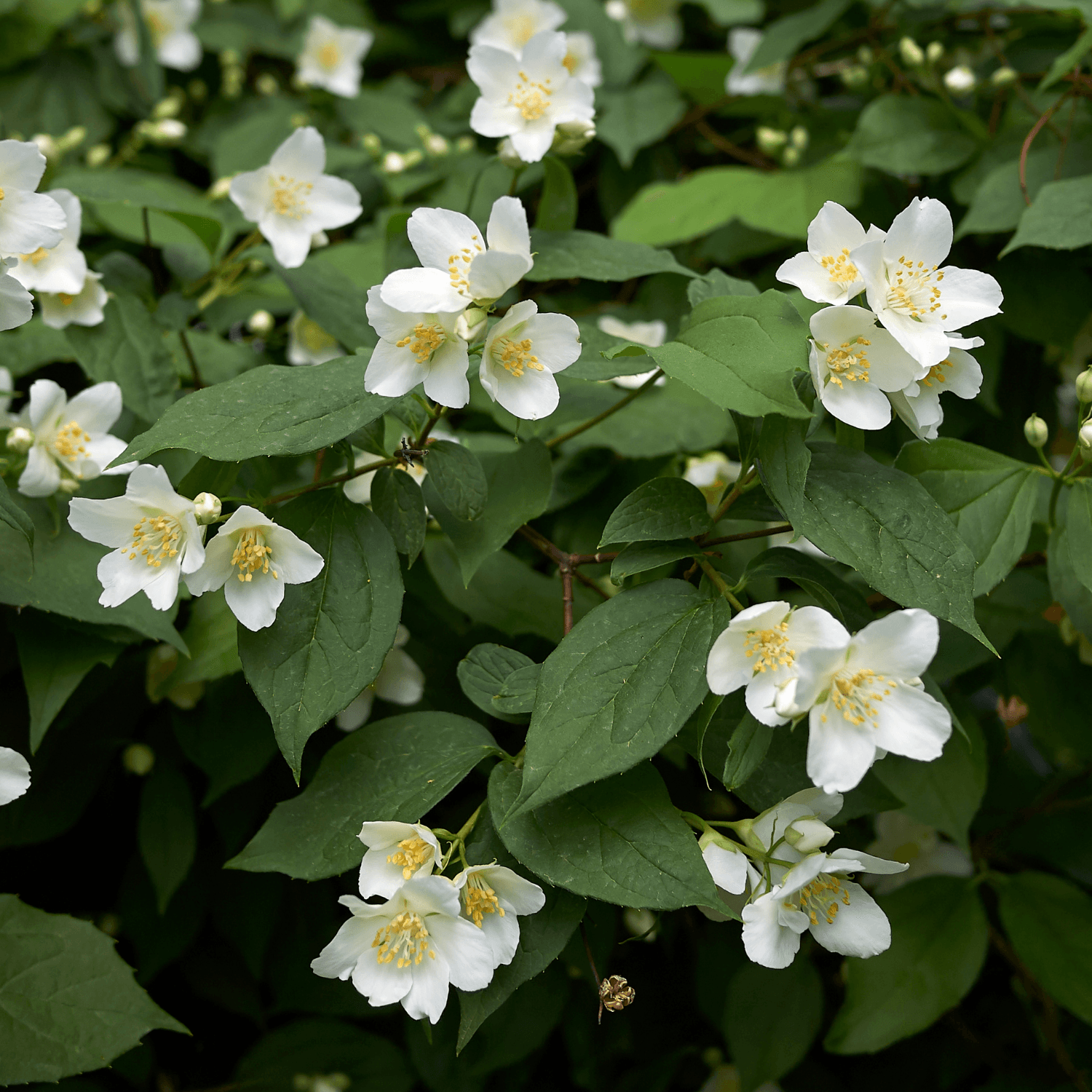 Seringat 'Virginal' - Philadelphus 'Virginal' - FLEURANDIE