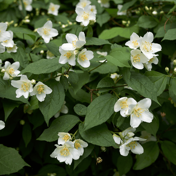 Seringat 'Virginal' - Philadelphus 'Virginal'