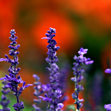 Sauge arbustive violette - Salvia microphylla violette