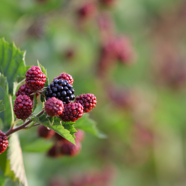 Ronce 'Thornfree' / triple crow - Rubus 'Thornfree' / triple crow
