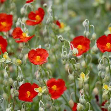 Hélianthème 'Hartswood Ruby' - Helianthemum 'Hartswood Ruby'
