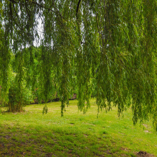 Saule pleureur doré - Salix babylonica 'Aurea'