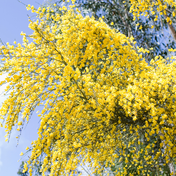 Genêt 'Golden Sunlight' - Cytisus 'Golden Sunlight'