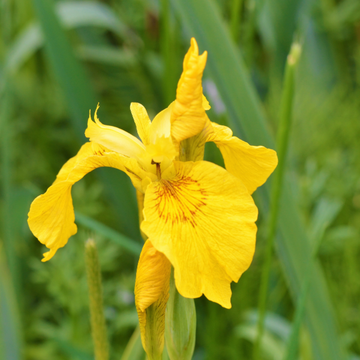 Iris des marais - Iris pseudacorus