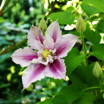 Clématite 'Piilu' - Clematis 'Piilu'