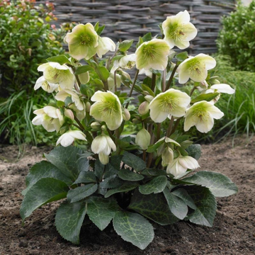 hellébore Frostkiss 'Moondance' - Helleborus Frostkiss 'Moondance'