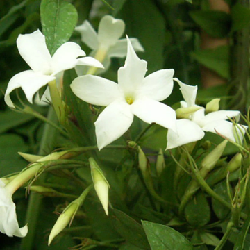 Jasmin blanc, officinal - Jasminum officinale