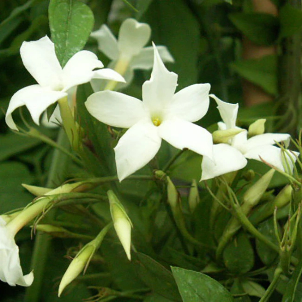Jasmin blanc, officinal - Jasminum officinale