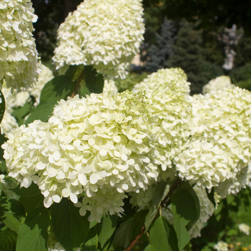 Hortensia Paniculata 'Little Spooky - Hydrangea Paniculata 'Little Spooky