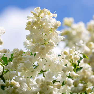 Lilas commun 'Mme Lemoine' - Syringa vulgaris 'Mme Lemoine'