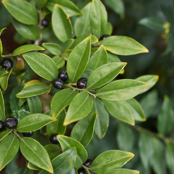Sarcococca confusa - Sarcococca confusa