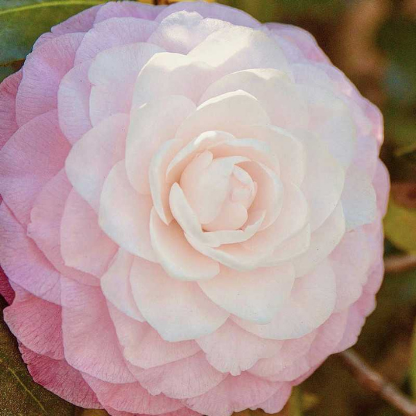 Camélia du Japon Nuccio’s Pearl