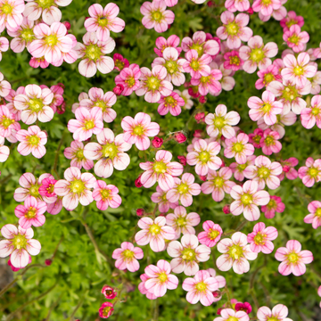 Saxifrage 'Rose' - Saxifraga decipiens 'Rose'