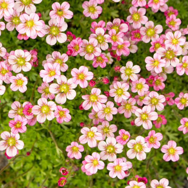 Saxifrage 'Rose' - Saxifraga decipiens 'Rose'