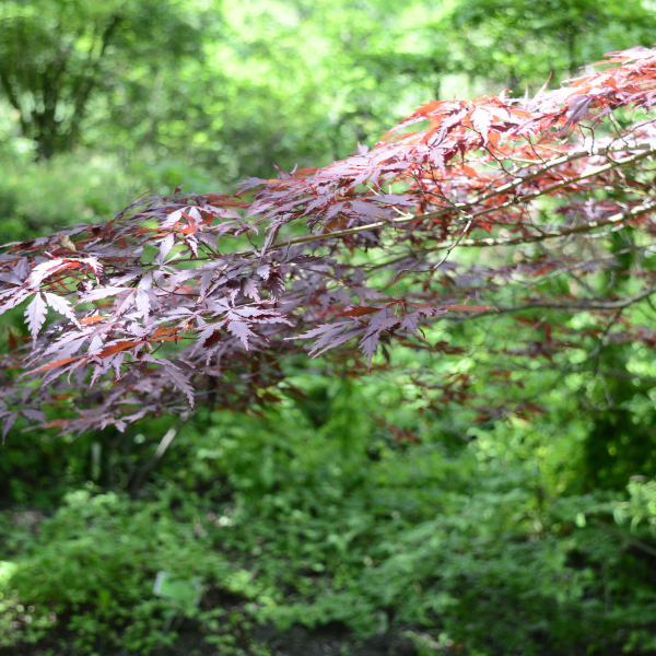 Érable du Japon 'Red Imperor' Acer palmatum 'Red Imperor'